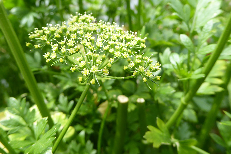 Parsley family Mort Bay Community Garden